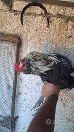 Gallo di razza araucana