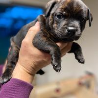 Cuccioli di Staffordshire Bull Terrier