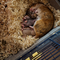 Criceti siriani