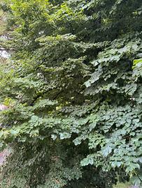 Camera doppia ad uso singola