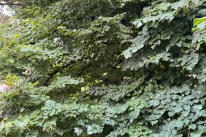 Camera doppia ad uso singola