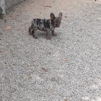 Bulldog francese