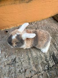 Coniglio ariete nano