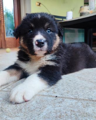 Cuccioli pastore australiano