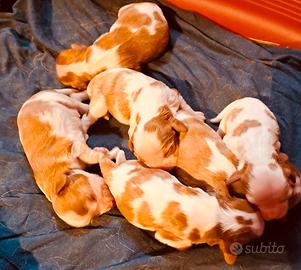 Cuccioli di cavalier king