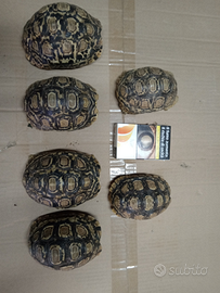 Stigmochelys Pardalis tartarughe di terra cm 8/11