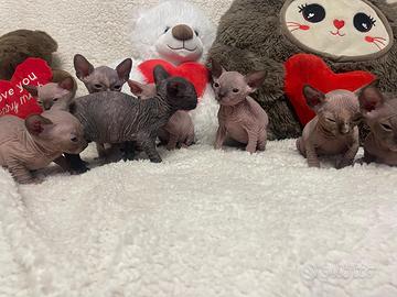 Sphynx con Pedigree