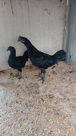 Ayam cemani