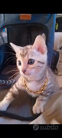 Cuccioli Gatto del Bengala Pedigree ANFI