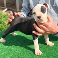American Pit Bull terrier