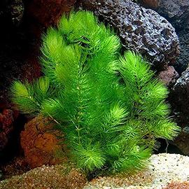 Acquario piante grande porzione