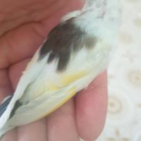 Cardellini pheo mayor e tuschi acianici
