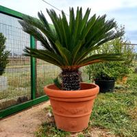 Cycas da giardino per esterno