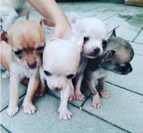 Cuccioli di chihuahua toy mini