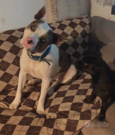 Tenero di un anno e mezzo