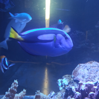 Acquario Hepatus pesce