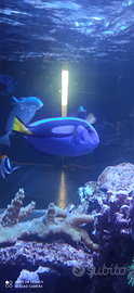 Acquario Hepatus pesce
