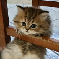 Gattini persiani