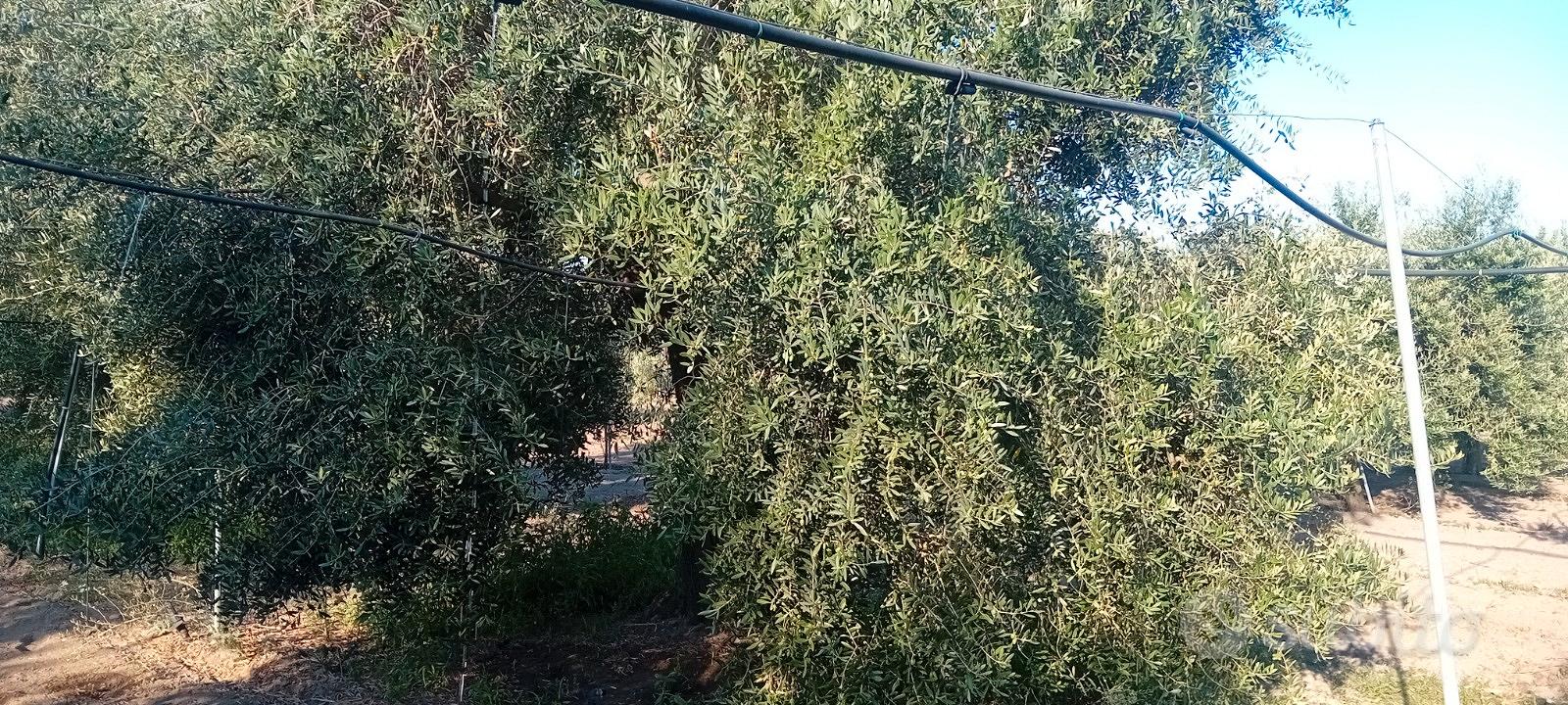 Terreno agricolo oliveto - Vista 4