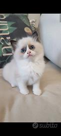 Cucciola Ragdoll