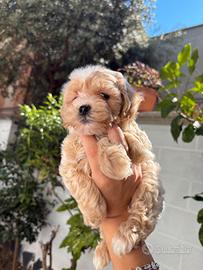 Cuccioli maltipoo toy