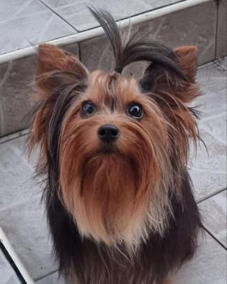 Yorkshire maschio per monta