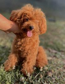 Barboncino Red mini Toy