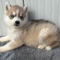 Si vede Enci con pedigree Enci