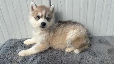 Si vede Enci con pedigree Enci