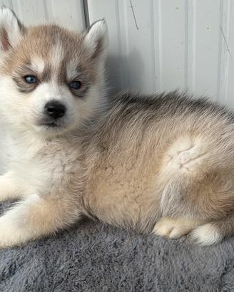 Si vede Enci con pedigree Enci