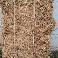 erbamedica in ballette 