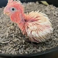 Pulli di Cacatua Rosa e Bianco