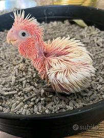 Pulli di Cacatua Rosa e Bianco