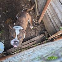 American bully