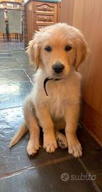 Meraviglioso cucciolo di Golden Retriever