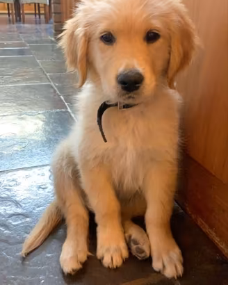 Meraviglioso cucciolo di Golden Retriever