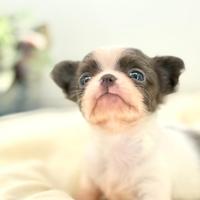 Cuccioli chihuahua pelo lungo