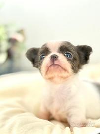 Cuccioli chihuahua pelo lungo