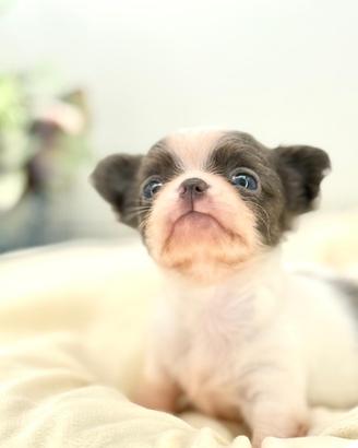 Cuccioli chihuahua pelo lungo