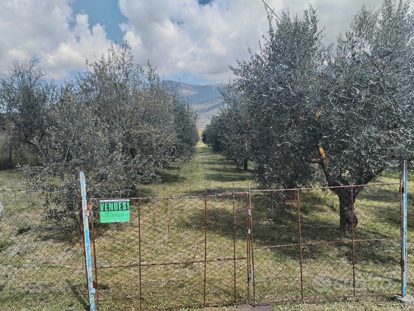 Terreno con piante d'olivo, prezzo trattabile - View 5