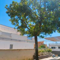 Albero di pepe brasiliano 