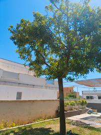 Albero di pepe brasiliano 