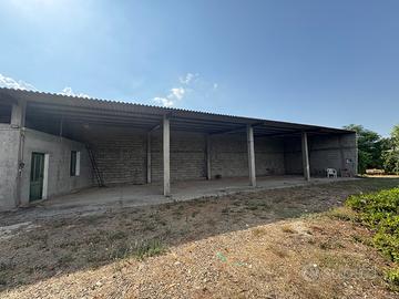 Terreno agricolo con agrumeto, uliveto e capannone