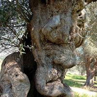 Foto Alberi Ulivo Secolari