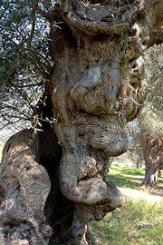 Foto Alberi Ulivo Secolari