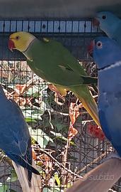 coppia collari verde cleartail 2018