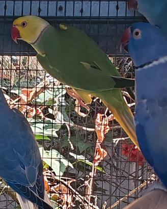 coppia collari verde cleartail 2018