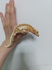 Ciliatus / Geco Crestato ID: GO