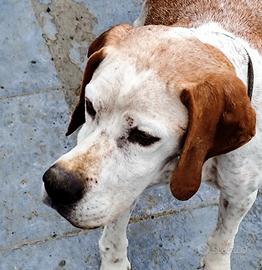 Pointer bianco arancio