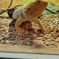 Pogona